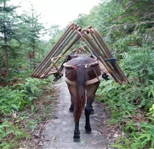 馬隊(duì)運(yùn)輸