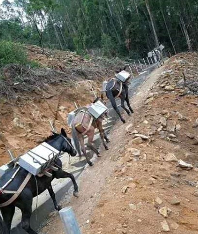 安徽馬隊(duì)運(yùn)輸隊(duì)