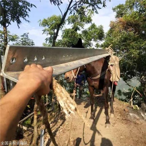 安徽騾馬運(yùn)輸